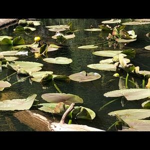 Meet your Posher, Pam